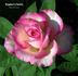 Raspberry Swirls rose photo