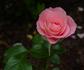 Jenny's Rose rose photo