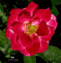 Gala rose photo