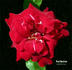 Red Skelton rose photo