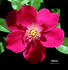 Alberta rose photo