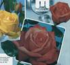 Atoll rose photo