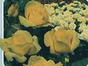 Gold Bunny rose photo
