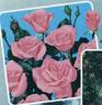 Kalinka rose photo