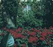 Chorus ® rose photo