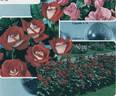 Scherzo ® rose photo