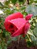 Precious Platinum rose photo