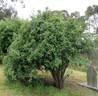<i>Rosa canina</i> L. rose photo