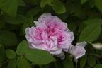 Enfant de France rose photo