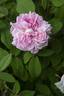 Enfant de France rose photo