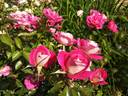 Heimatmelodie rose photo