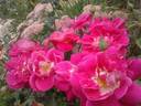 Heimatmelodie rose photo