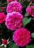 James L. Austin rose photo