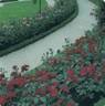 Sarabande rose photo