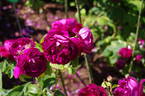 Roi des Pourpres rose photo