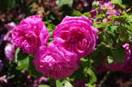 Catherine Guillot rose photo
