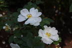 Sapho rose photo