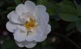 Sapho rose photo