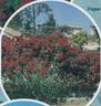 Fugue ® rose photo