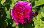 Manteau Pourpre rose photo
