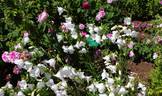 Comte Foy rose photo