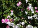 Comte Foy rose photo