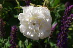 Madame Zöetmans rose photo