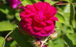 Vivid rose photo