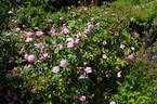 Bougainville rose photo