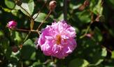 Bougainville rose photo