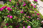 Rose du Roi rose photo
