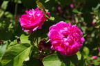 Rose du Roi rose photo