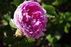Gloire de France rose photo