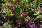 Bijou des Amateurs rose photo