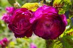 Bijou des Amateurs rose photo