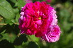 Bérénice rose photo