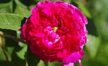 Bérénice rose photo
