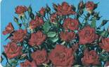Starina ® rose photo