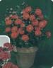 Meillandina rose photo
