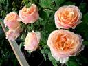 Shérazade rose photo