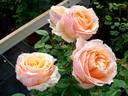 Shérazade rose photo