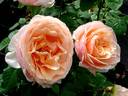 Shérazade rose photo