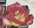 Mascotte '77 rose photo