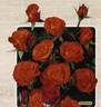 Tequila ® rose photo