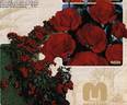 Chorus ® rose photo