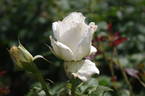Royal Philharmonic rose photo