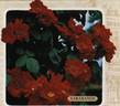 Sarabande rose photo