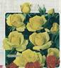 Gold Bunny rose photo