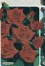 Starina ® rose photo
