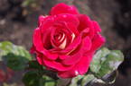 Cleopatra rose photo